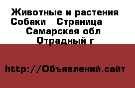 Животные и растения Собаки - Страница 10 . Самарская обл.,Отрадный г.